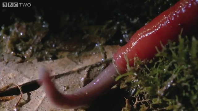 Monster Worm Porn - Porn with Worms - 17 photos